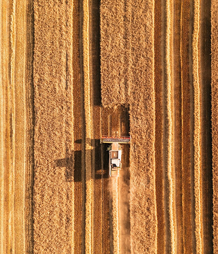 Top down view of wheat harvesting