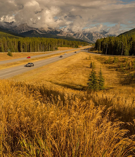 Wind blowing wheat along mountain highway